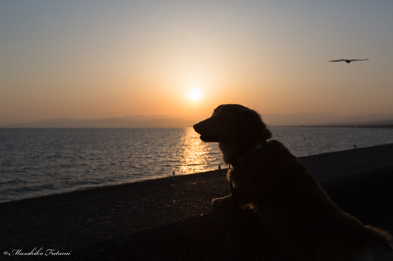 Pet Dog Overlooking The Ocean