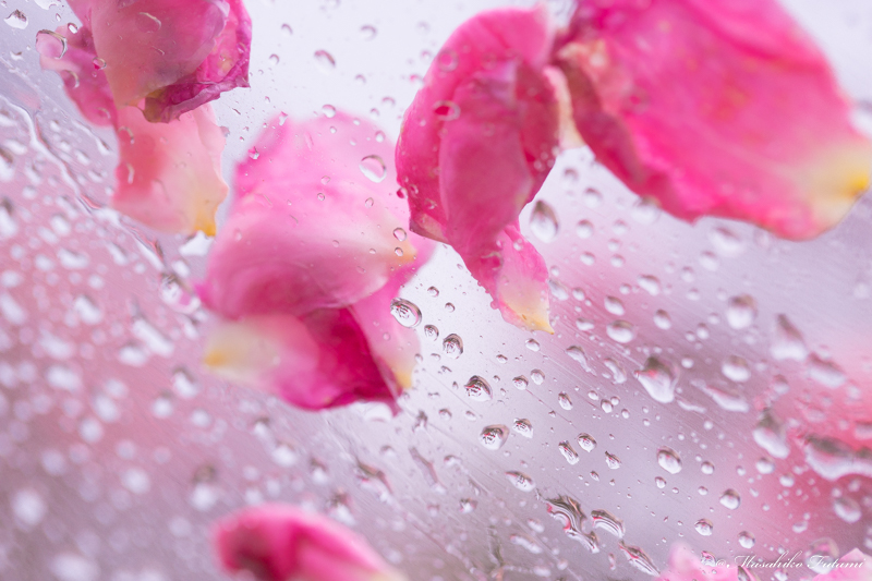 A Little Shower of Rose Petals