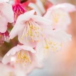 COOL JAPAN on Google+ 1 周年記念 / 日本の桜を世界に銀座三越展示会＆ポストカードに選出