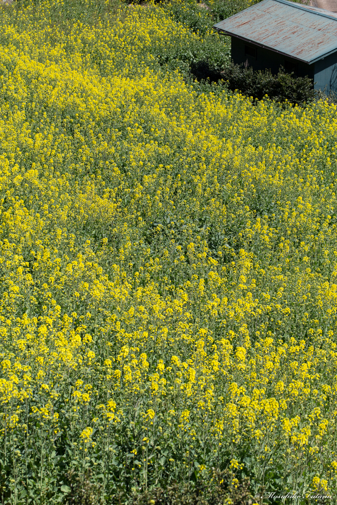 Memories of Field Mustard
