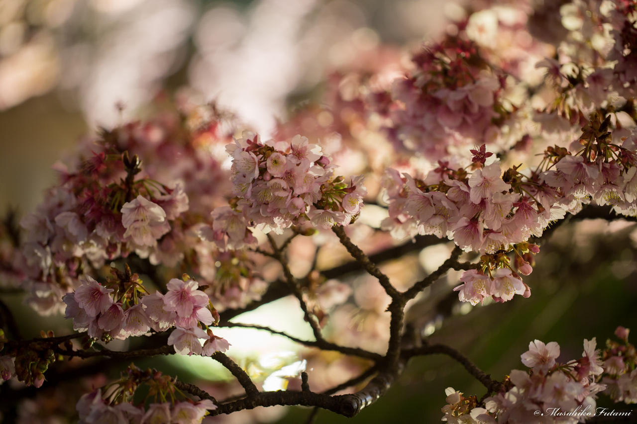 Fascinating Cherry Blossom
