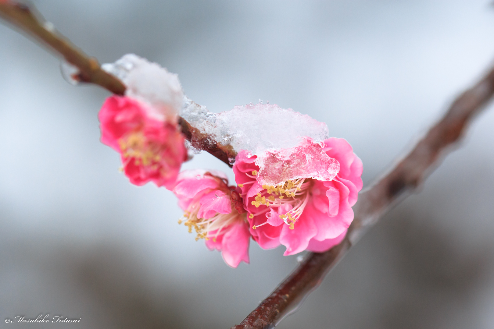 Plum Blossoms in the Snow